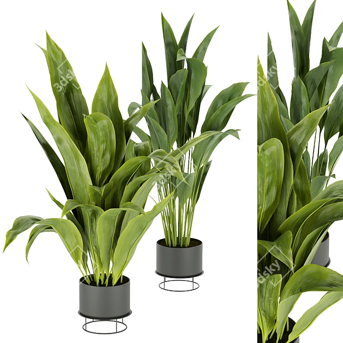 Indoor Banana Leaf Plant Collection - Vol. 329 3D model image 1