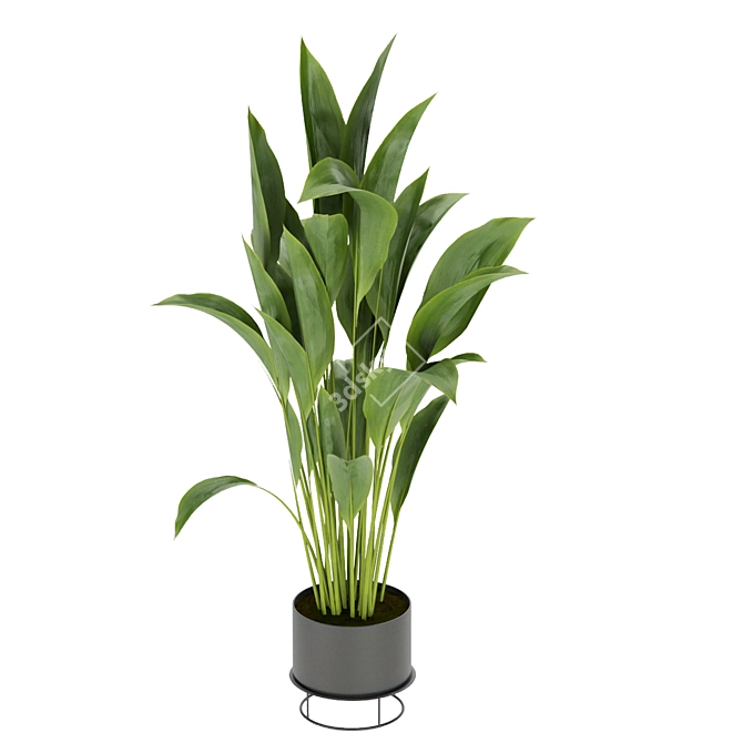 Indoor Banana Leaf Plant Collection - Vol. 329 3D model image 3