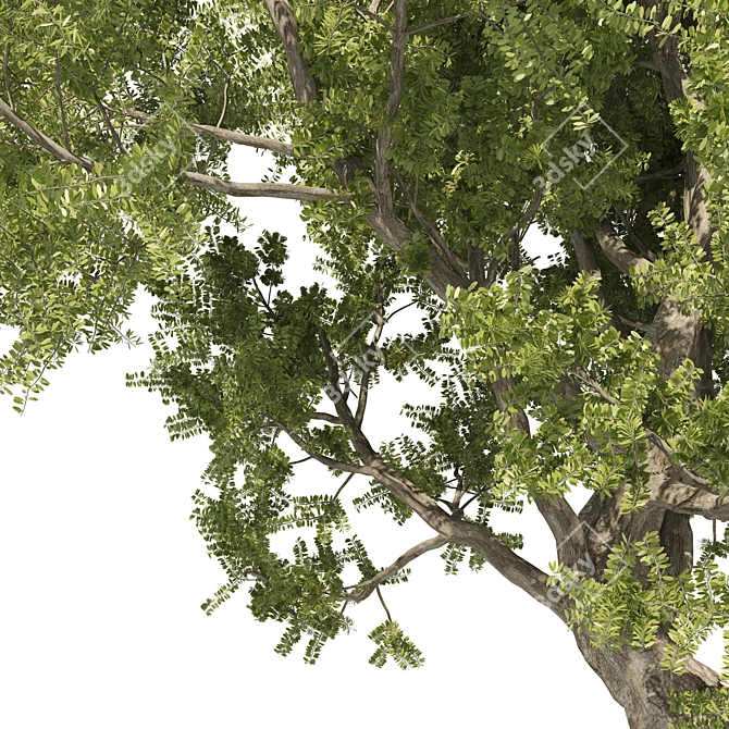 Majestic Old Olive Tree 3D Model 3D model image 3