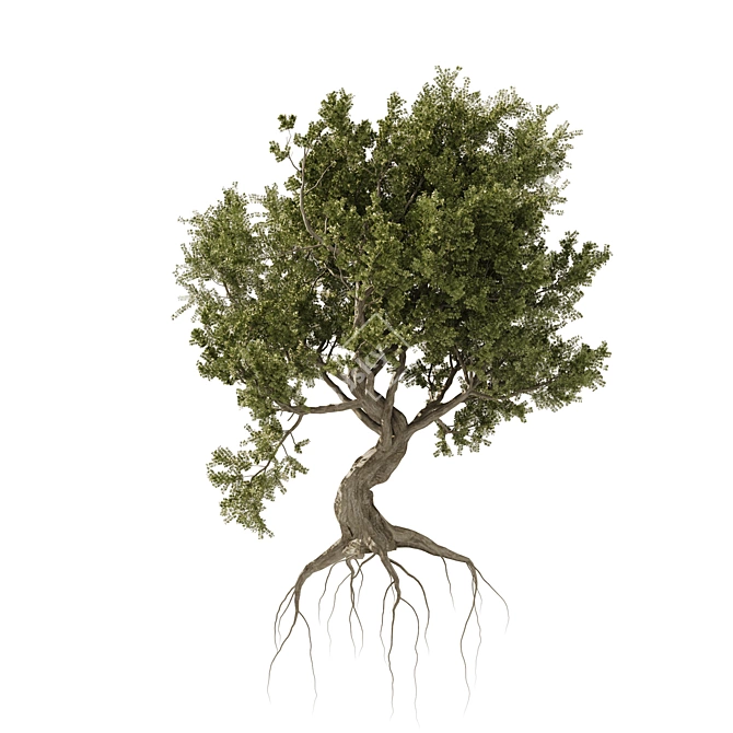 Majestic Old Olive Tree 3D Model 3D model image 4