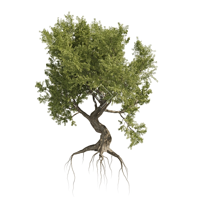 Majestic Old Olive Tree 3D Model 3D model image 5