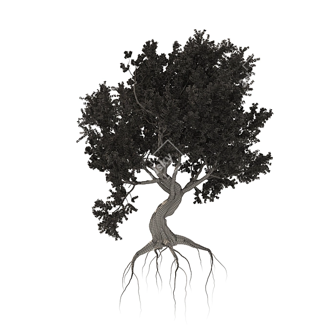 Majestic Old Olive Tree 3D Model 3D model image 6