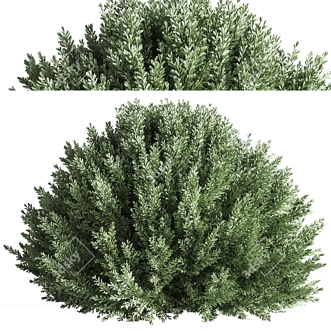 Vintage Bush05 2015 3D Model 3D model image 2