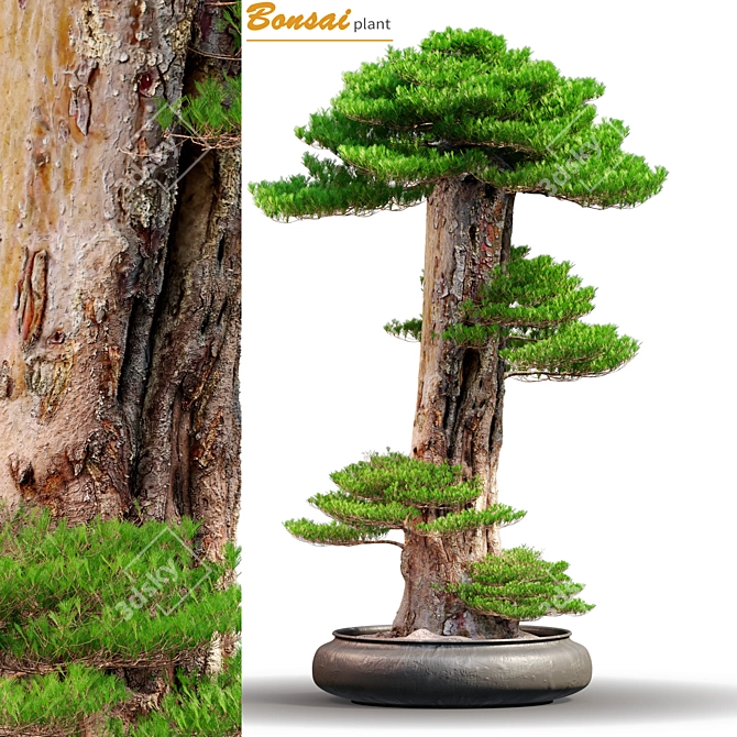 Exquisite Bonsai: 1.7m of Natural Beauty 3D model image 1