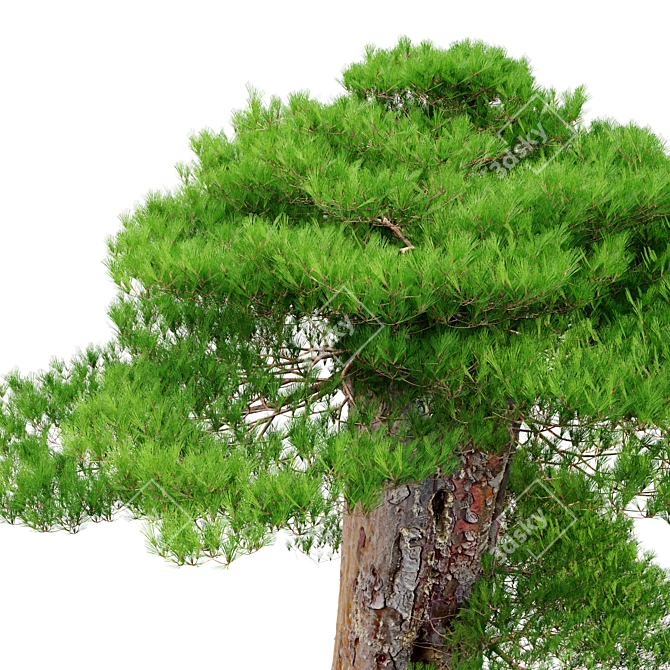 Exquisite Bonsai: 1.7m of Natural Beauty 3D model image 2