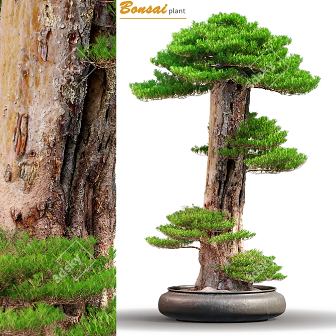 Exquisite Bonsai: 1.7m of Natural Beauty 3D model image 5