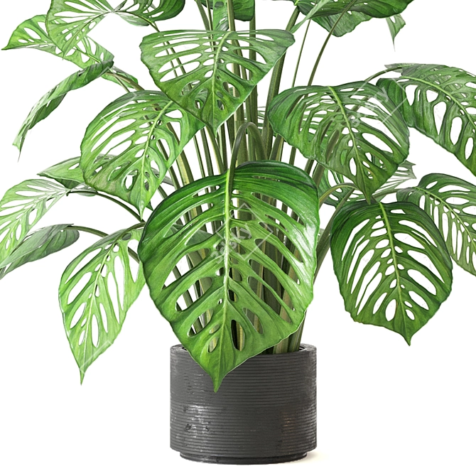 Tropical Oasis - Indoor Plants Collection 3D model image 3