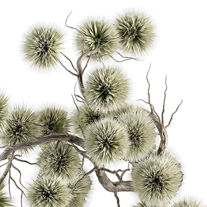 Stirlingia Dried Plant Bouquet 3D model image 2
