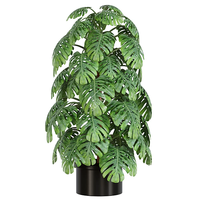 Tropical Monstera Indoor Plant 3D model image 1