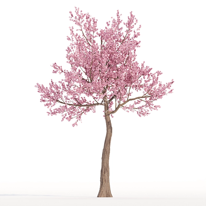 Cherry Blossom Tree - Spring Beauty 3D model image 2