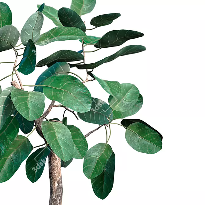 Exquisite Ficus Benghalensis Tree 3D model image 3