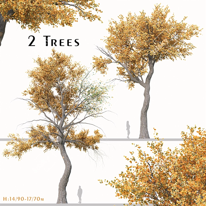 Golden Guardians: Set of 2 Euphrates Poplar Trees 3D model image 1