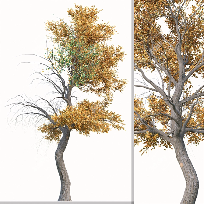 Golden Guardians: Set of 2 Euphrates Poplar Trees 3D model image 2