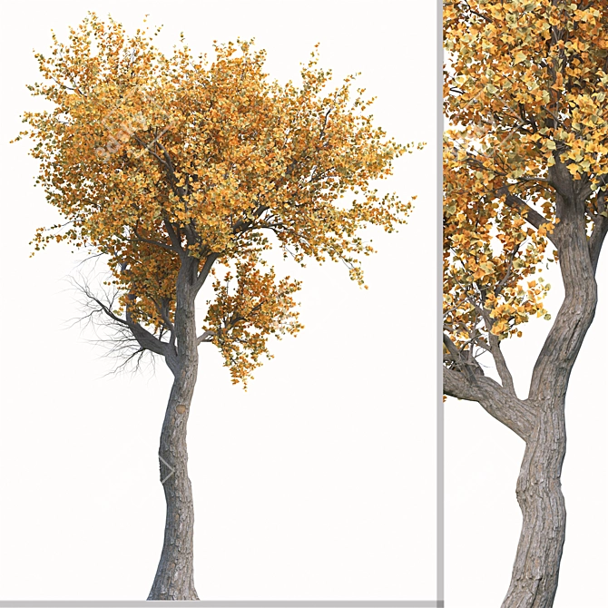 Golden Guardians: Set of 2 Euphrates Poplar Trees 3D model image 3