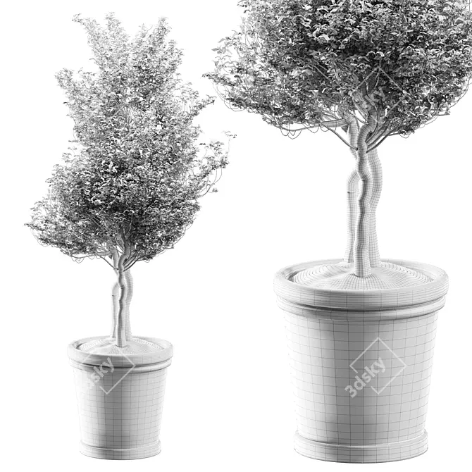 Potted Blossom Tree 3D model image 4