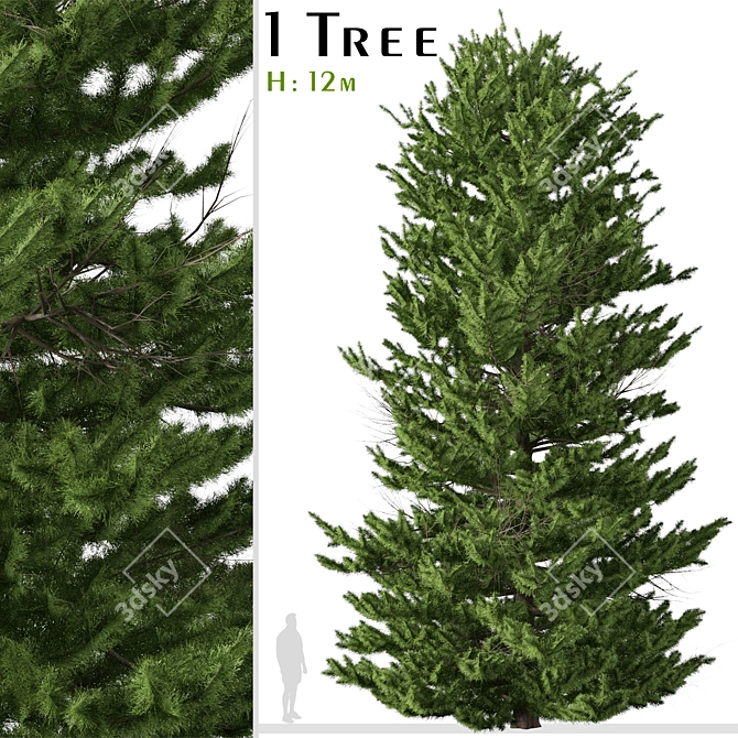 Evergreen Red Spruce Tree: Authentic North American Species 3D model image 1