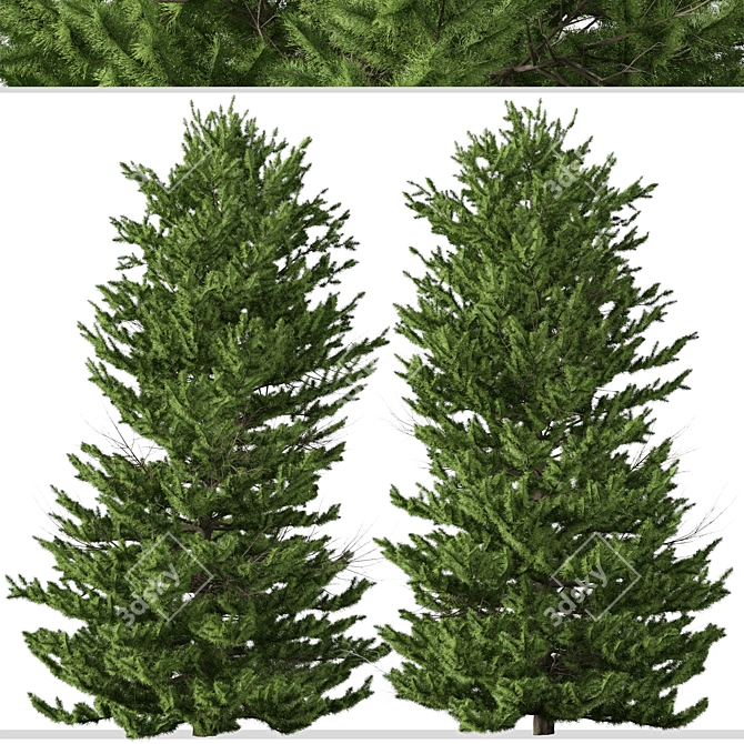 Evergreen Red Spruce Tree: Authentic North American Species 3D model image 3
