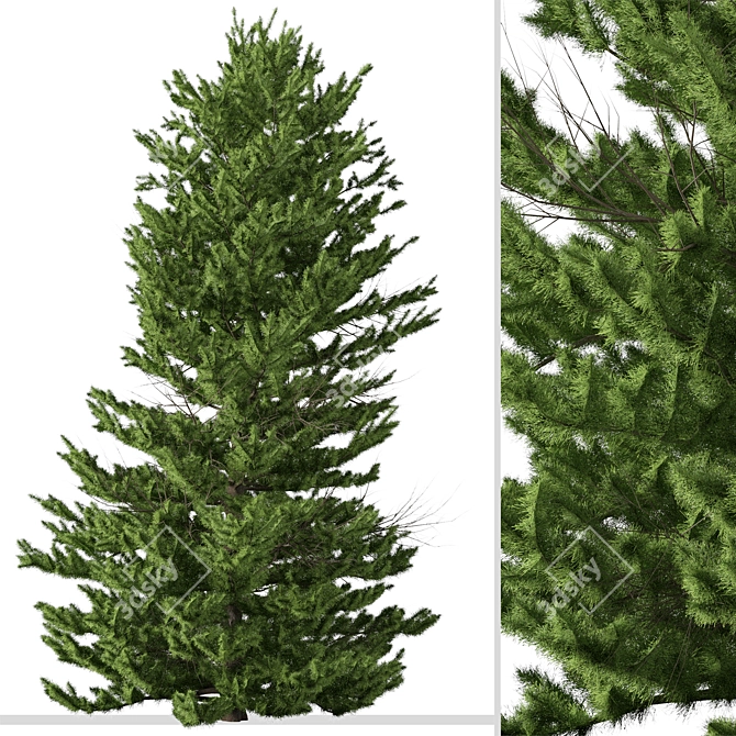 Evergreen Red Spruce Tree: Authentic North American Species 3D model image 5