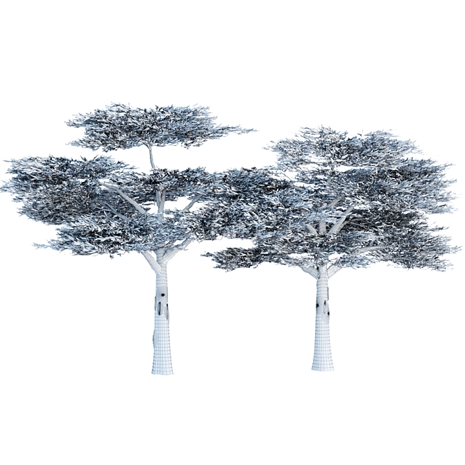 Elegant Acacia Trees: Volume 87 3D model image 5