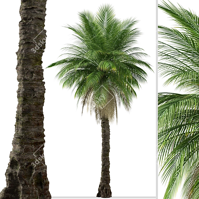 Cliff Date Palm Duo: Phoenix rupicola Trees 3D model image 3