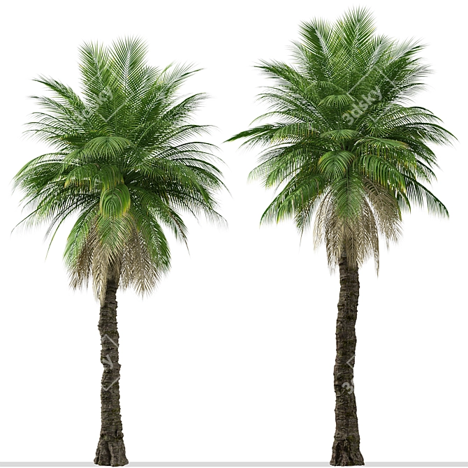 Cliff Date Palm Duo: Phoenix rupicola Trees 3D model image 4