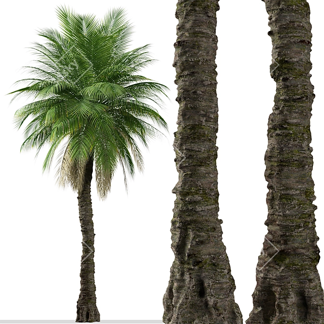 Cliff Date Palm Duo: Phoenix rupicola Trees 3D model image 5