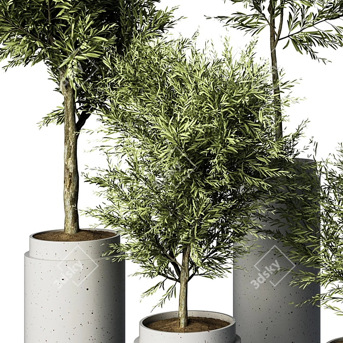 Exquisite Olive Trees Indoor Plant 3D model image 2