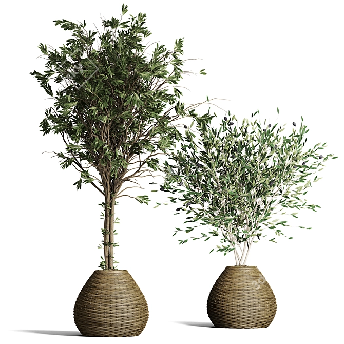 Indoor Plant Collection: 63 Varieties 3D model image 1