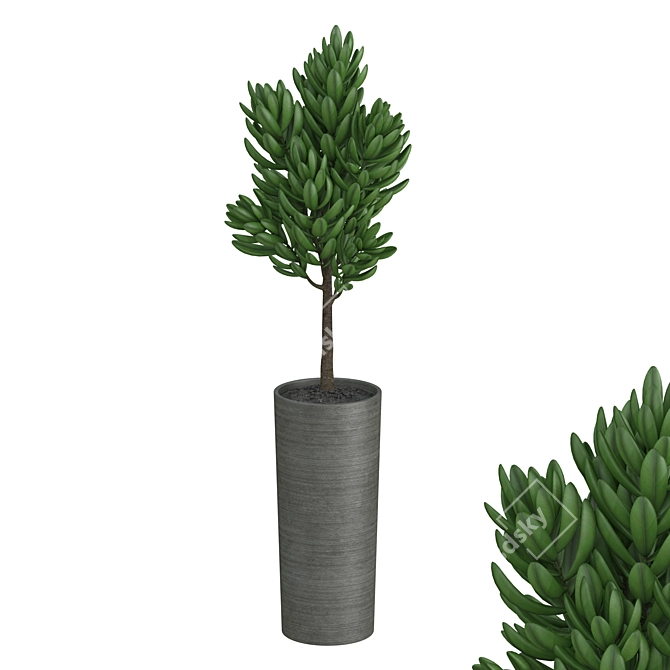 Dark Ceramic Pot Plant 3D model image 1