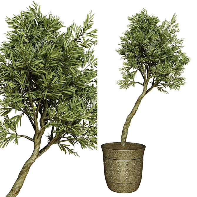 Indoor Olive Trees - Vol. 52 3D model image 2