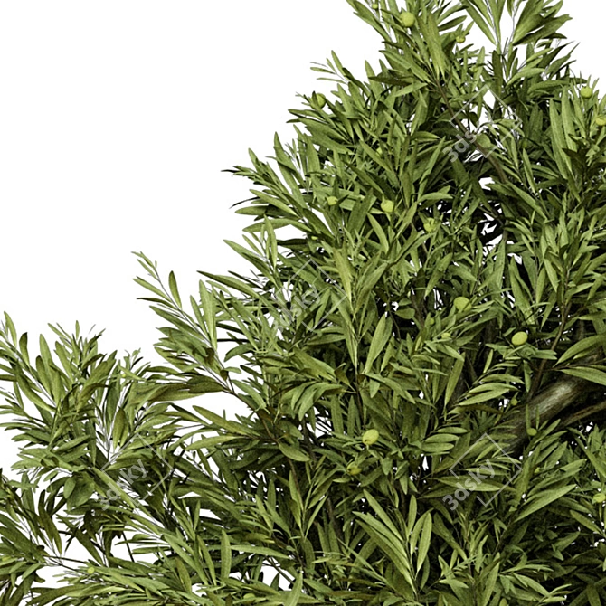 Indoor Olive Trees - Vol. 52 3D model image 4