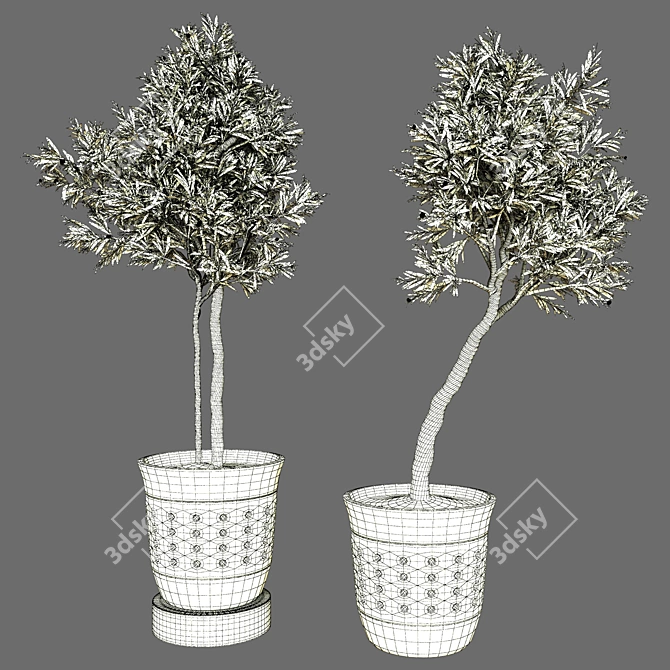 Indoor Olive Trees - Vol. 52 3D model image 5