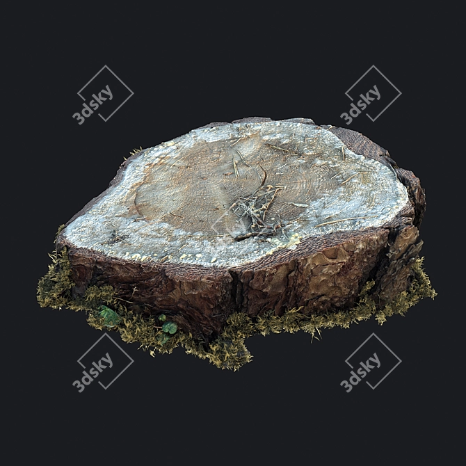 Mossy Photogrammetry Stump 3D model image 4