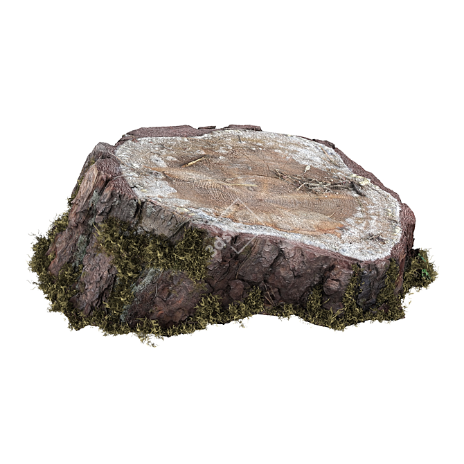 Mossy Photogrammetry Stump 3D model image 7