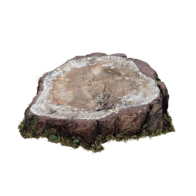 Mossy Photogrammetry Stump 3D model image 11