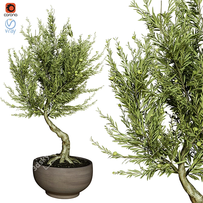 Indoor Olive Tree - Vol. 53 3D model image 1