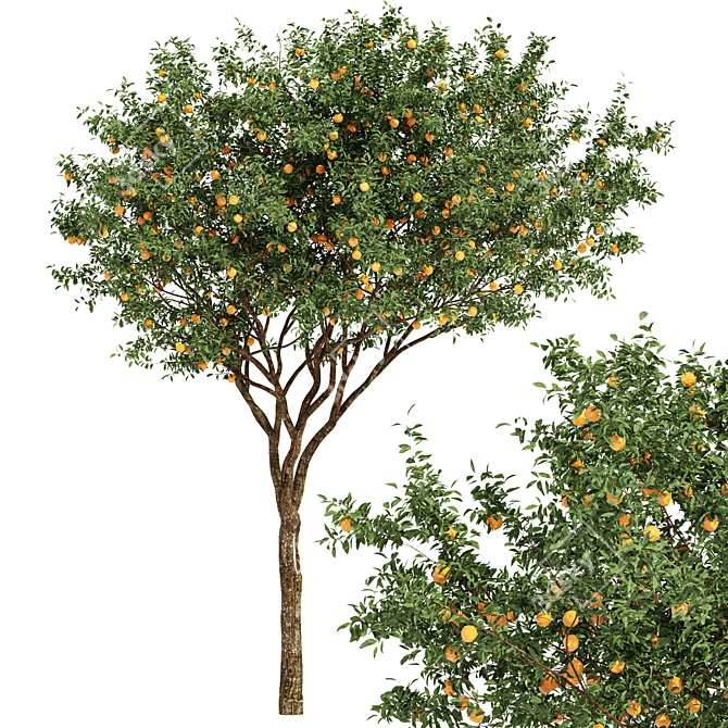 Fruit Trees - Orange Duo 3D model image 2