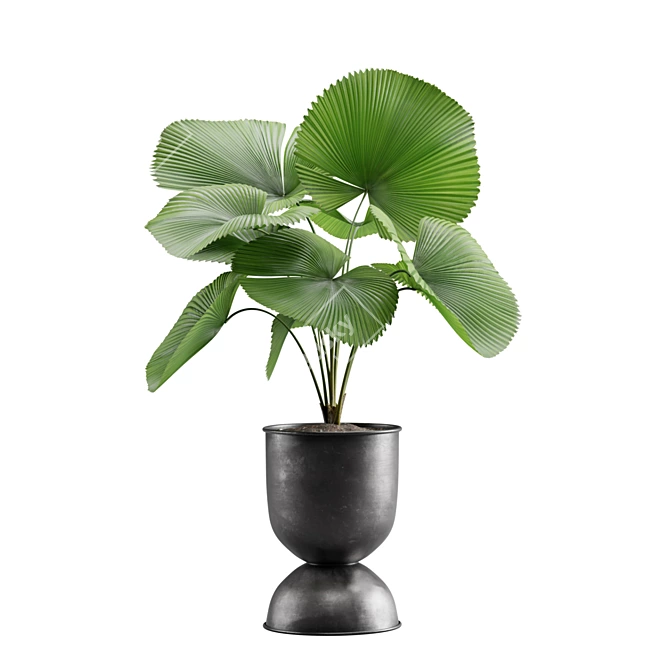 Tropical Indoor Plants Pack 3D model image 3