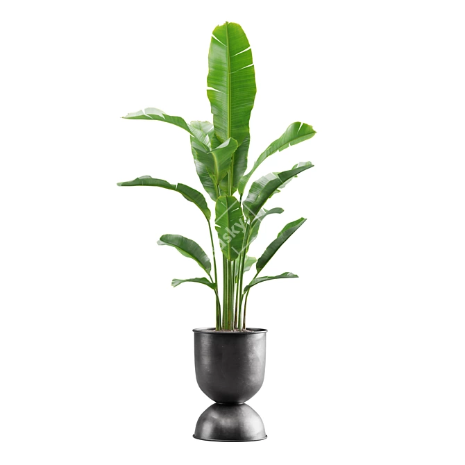 Tropical Indoor Plants Pack 3D model image 4