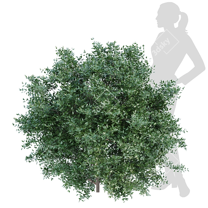 Nature's Oasis Bush Collection 3D model image 6