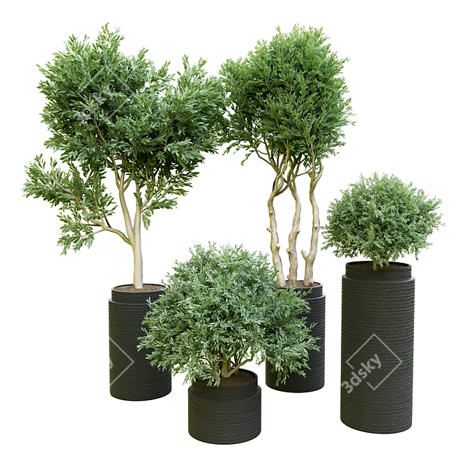 Indoor Plant Collection: 54 3D model image 1