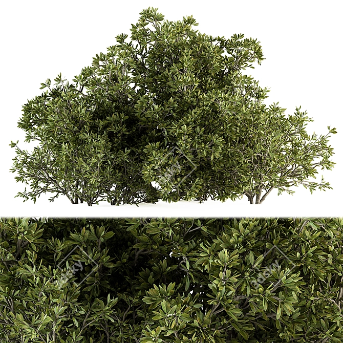 Bush Set 69 - Small Bushes 3D model image 1