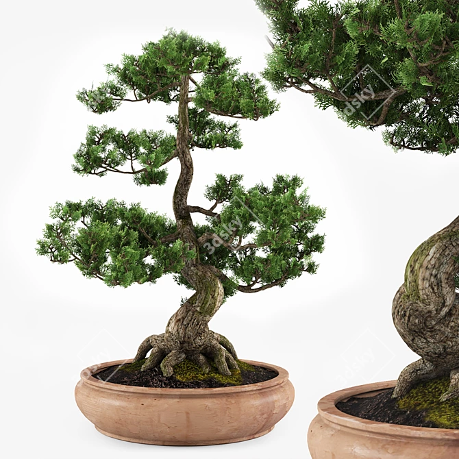 Miniature Bonsai Tree Replica 3D model image 1