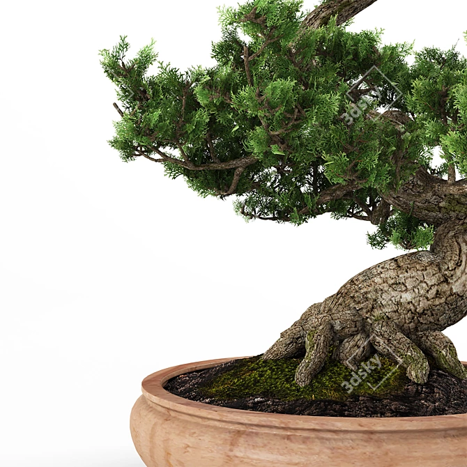 Miniature Bonsai Tree Replica 3D model image 5