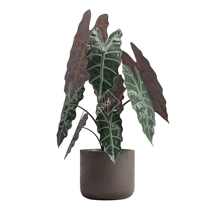 Exotic Indoor Plants Pack 14 3D model image 4