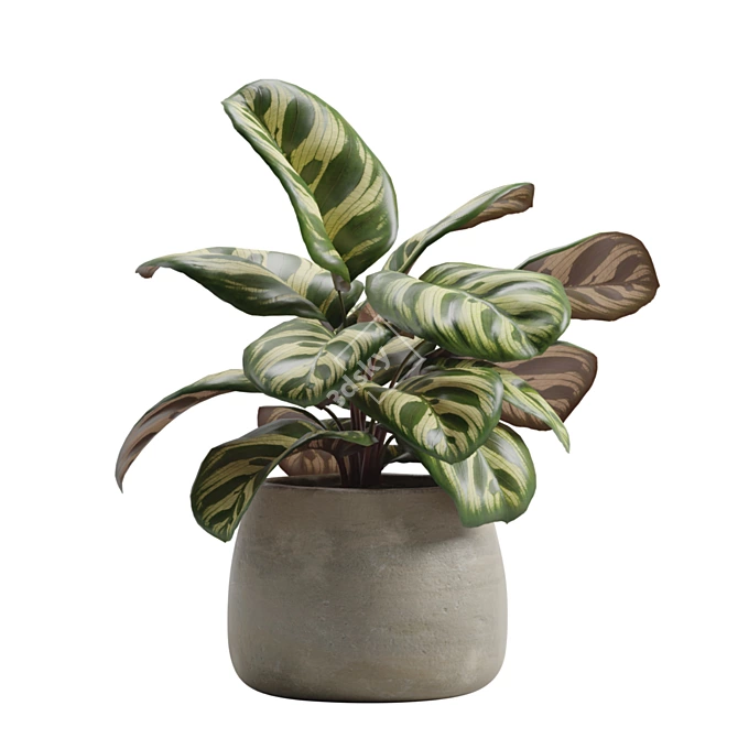 Exotic Indoor Plants Pack 14 3D model image 5