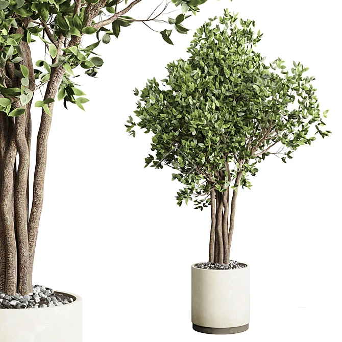 Benjamin Ficus Tree & Concrete Vase 3D model image 1