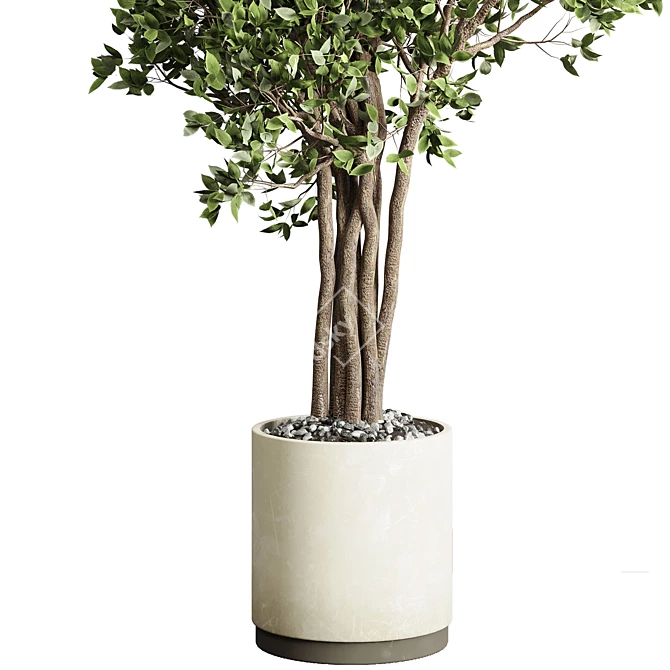 Benjamin Ficus Tree & Concrete Vase 3D model image 2