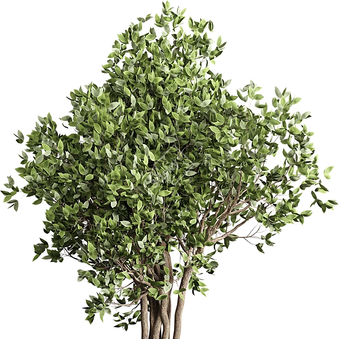 Benjamin Ficus Tree & Concrete Vase 3D model image 3