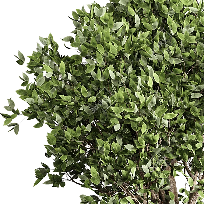 Benjamin Ficus Tree & Concrete Vase 3D model image 4